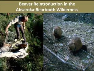 Beaver Reintroduction in the Absaroka- Beartooth Wilderness