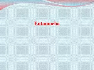 Entamoeba