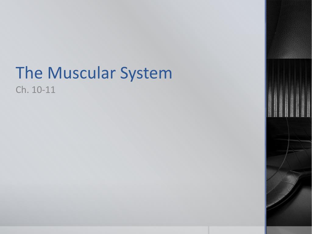 PPT - The Muscular System PowerPoint Presentation, free download - ID ...