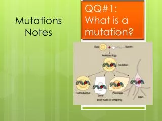 Mutations Notes