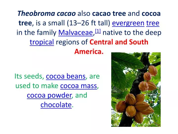 its seeds cocoa beans are used to make cocoa mass cocoa powder and chocolate
