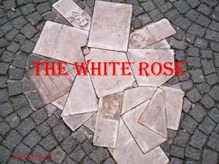 The White rose