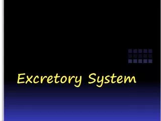 excretory system