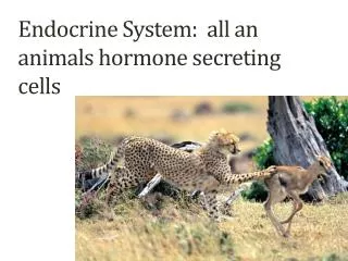 Endocrine System: all an animals hormone secreting cells