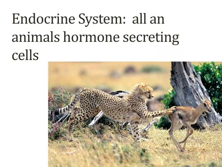 endocrine system all an animals hormone secreting cells