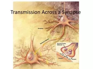 Transmission Across a Synapse