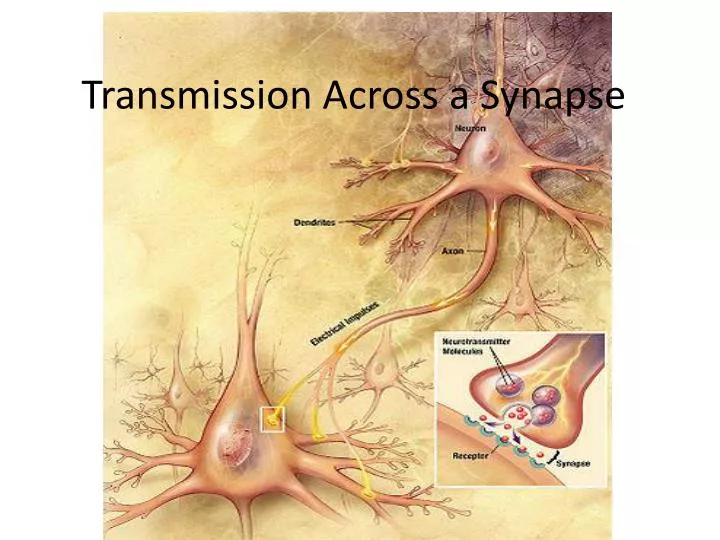 transmission across a synapse