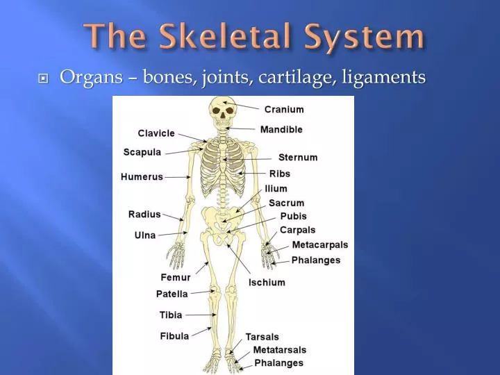 the skeletal system