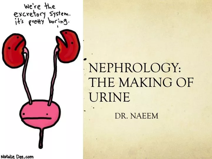 nephrology the making of urine