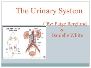 Learning Target: List the functions of the urinary system (knowledge)