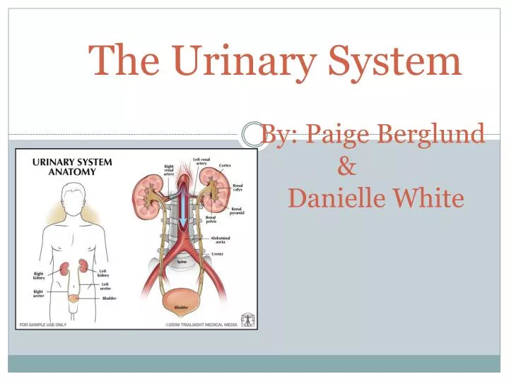 the urinary system by paige berglund danielle white