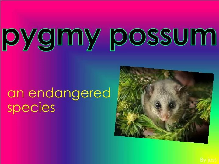 pygmy possum