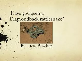 Have you seen a Diamondback rattlesnake?