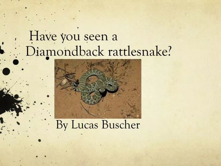 have you seen a diamondback rattlesnake