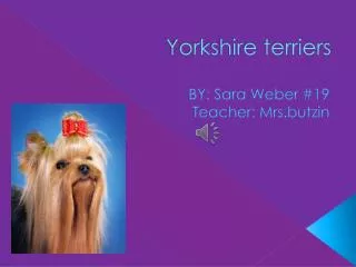 Yorkshire terriers