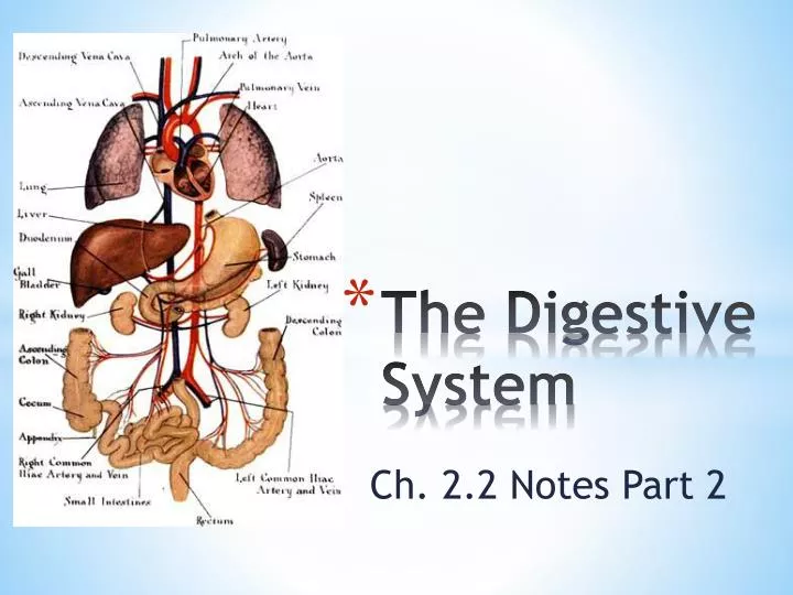 the digestive system