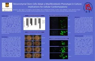 Mesenchymal Stem Cells Adopt a Myofibroblastic Phenotype in Culture: