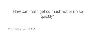 How can trees get so much water up so quickly?