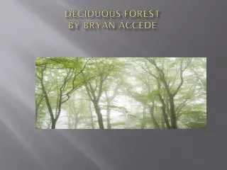Deciduous forest By Bryan accede
