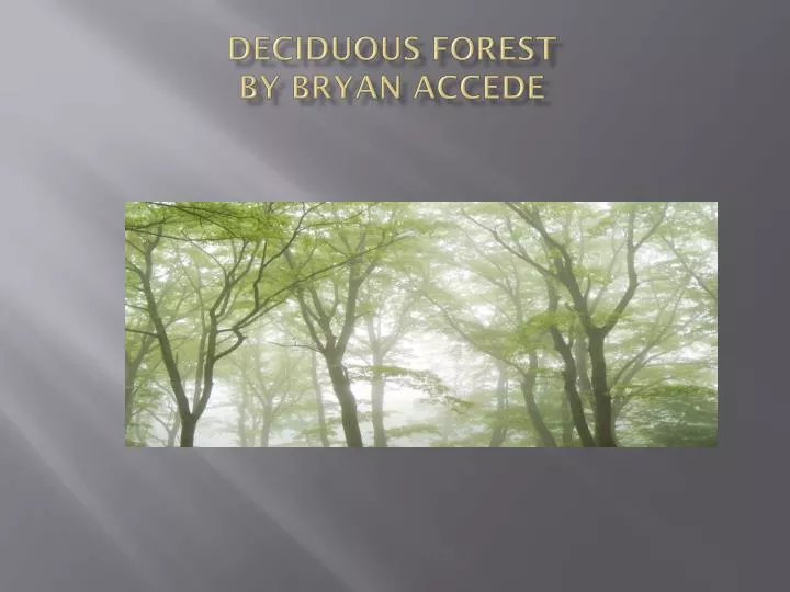 deciduous forest by bryan accede