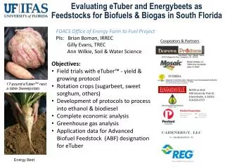 Evaluating eTuber and Energybeets as Feedstocks for Biofuels &amp; Biogas in South Florida