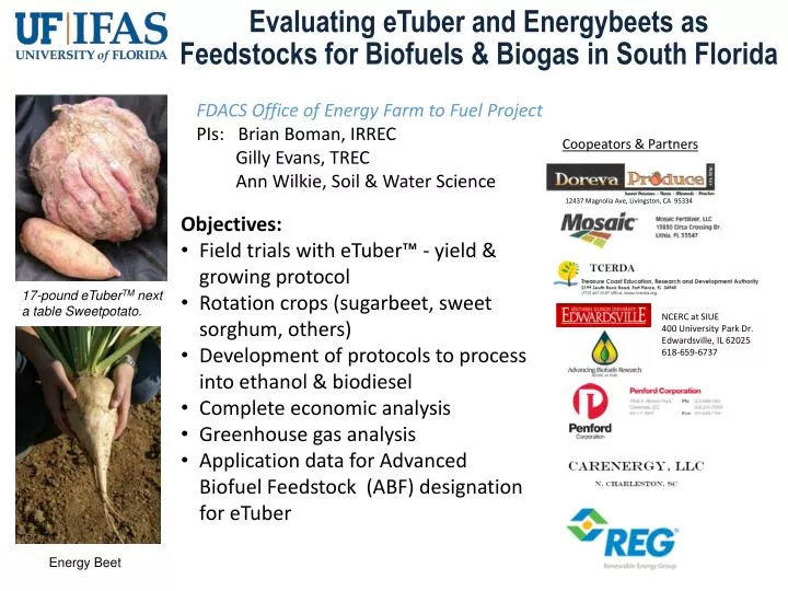 evaluating etuber and energybeets as feedstocks for biofuels biogas in south florida