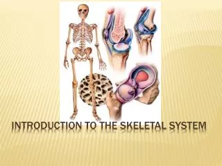 INTRODUCTION TO THE SKELETAL SYSTEM