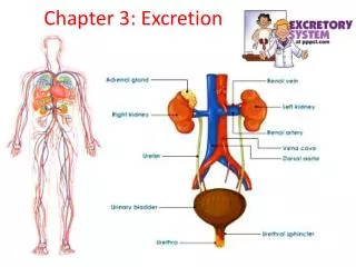 Chapter 3: Excretion