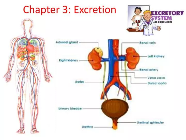 chapter 3 excretion