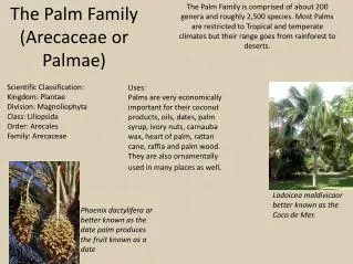The Palm Family ( Arecaceae or Palmae )