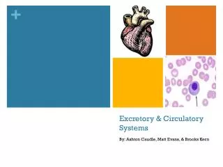 Excretory &amp; Circulatory Systems
