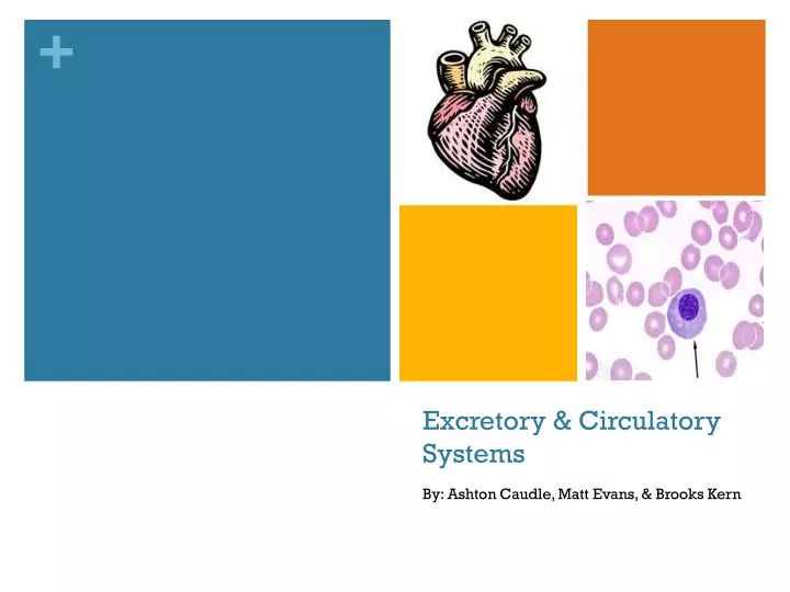 excretory circulatory systems