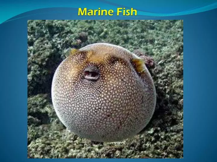 marine fish