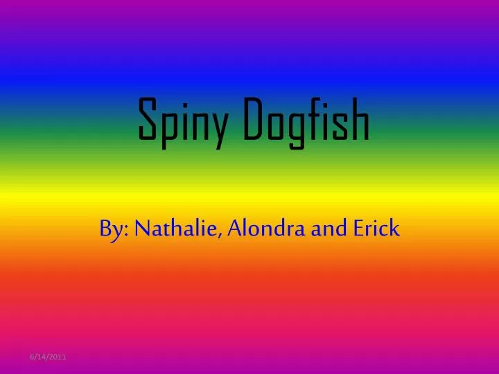 spiny dogfish