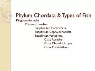 phylum chordata types of fish