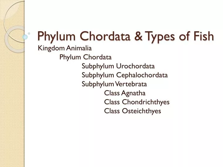 phylum chordata types of fish
