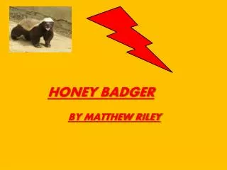 HONEY BADGER