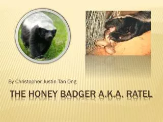 The honey badger a.k.a. ratel