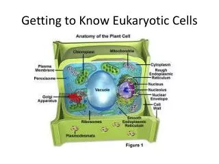 Getting to Know Eukaryotic Cells