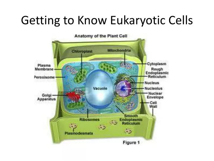 getting to know eukaryotic cells