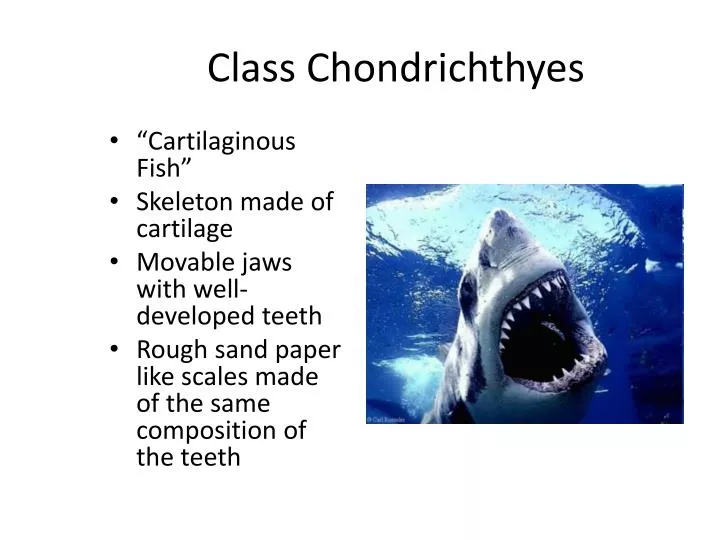 class chondrichthyes