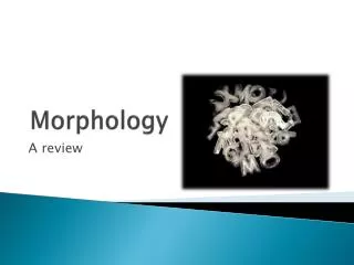 Morphology