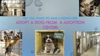 do you want to save a dogs life? Adopt A Dog From A Adoption Center!