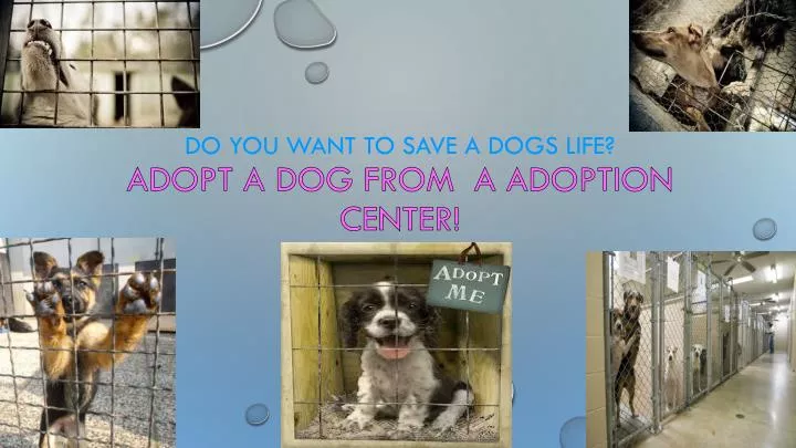 do you want to save a dogs life adopt a dog from a adoption center