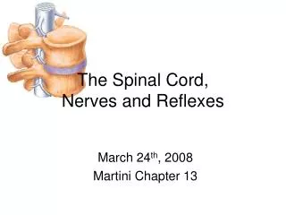 The Spinal Cord, Nerves and Reflexes