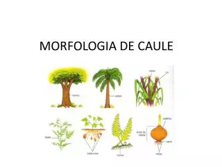 morfologia de caule