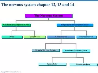 The nervous system chapter 12, 13 and 14