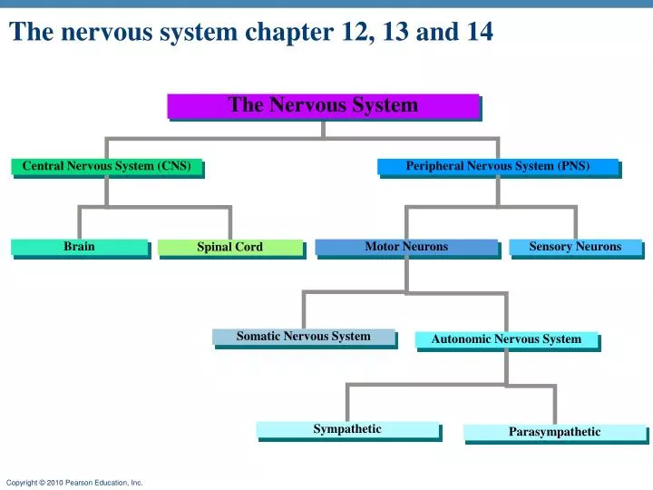 the nervous system chapter 12 13 and 14