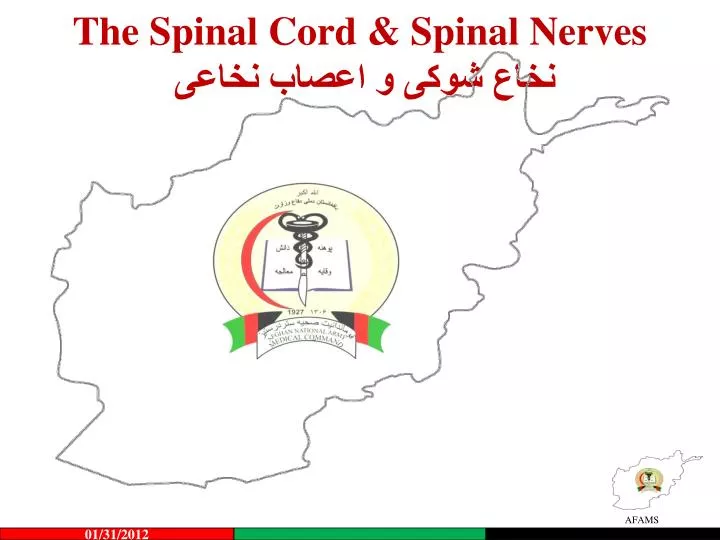 the spinal cord spinal nerves