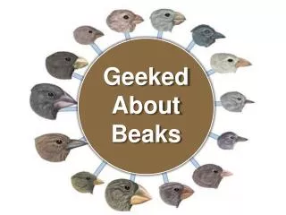 Geeked About Beaks